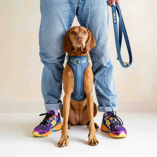GULA DOG CARE Koiran valjaat, sininen & keltainen Koiran ulkoilu