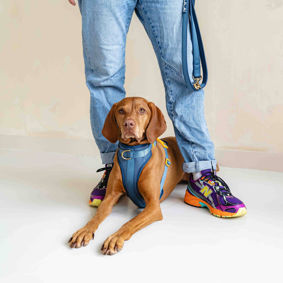 GULA DOG CARE Koiran valjaat, sininen & keltainen Koiran ulkoilu