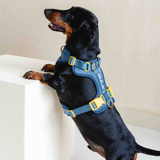 GULA DOG CARE Koiran valjaat, sininen & keltainen Koiran ulkoilu