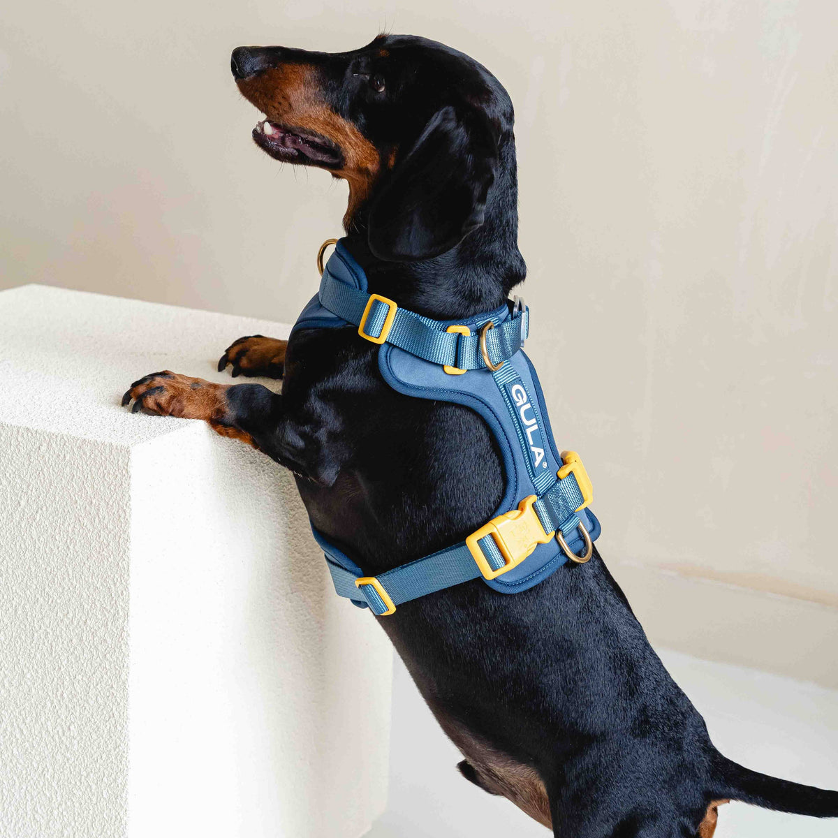 GULA DOG CARE Koiran valjaat, sininen & keltainen Koiran ulkoilu