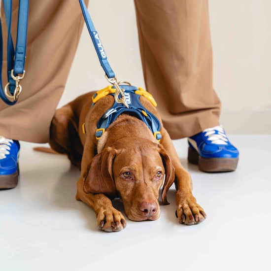 GULA DOG CARE Koiran valjaat, sininen & keltainen Koiran ulkoilu