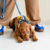 GULA DOG CARE Koiran valjaat, sininen & keltainen Koiran ulkoilu