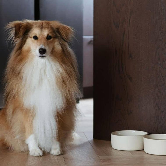 AVA bowls Fennec - keraaminen ruokakulho