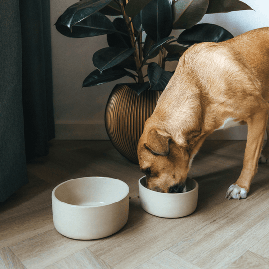 AVA bowls Fennec - keraaminen ruokakulho