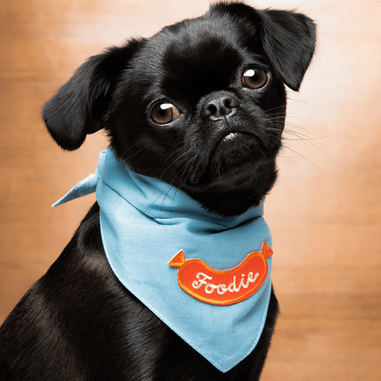 Scout's Honour Foodie - silitettävä kangasmerkki koiralle