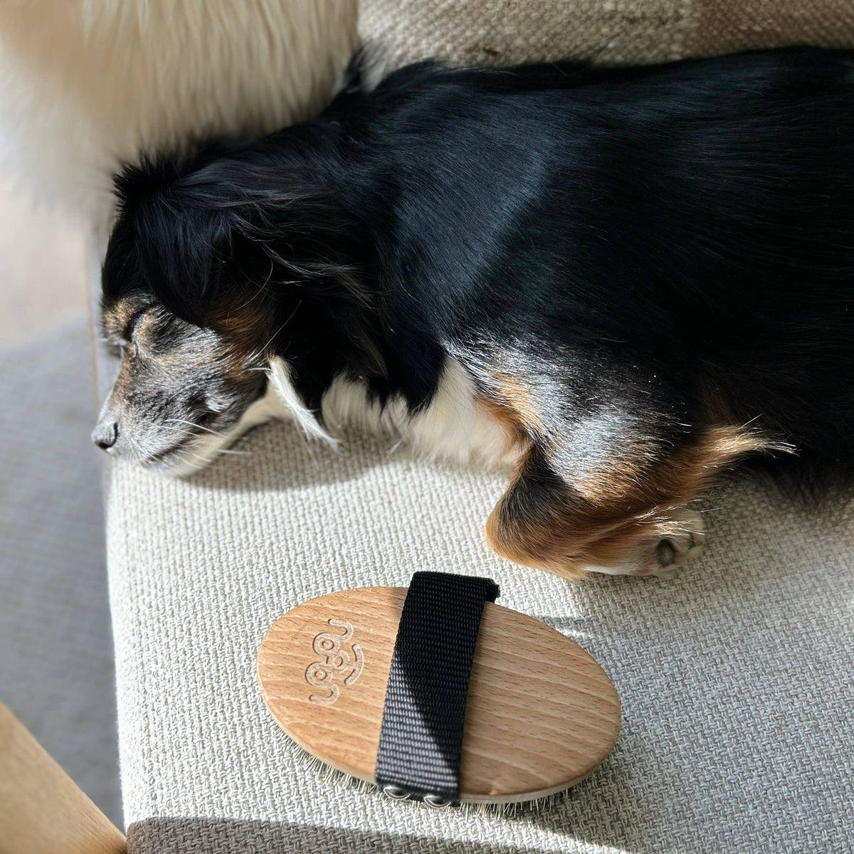Toutou Petcare Harja lyhyelle karvalle
