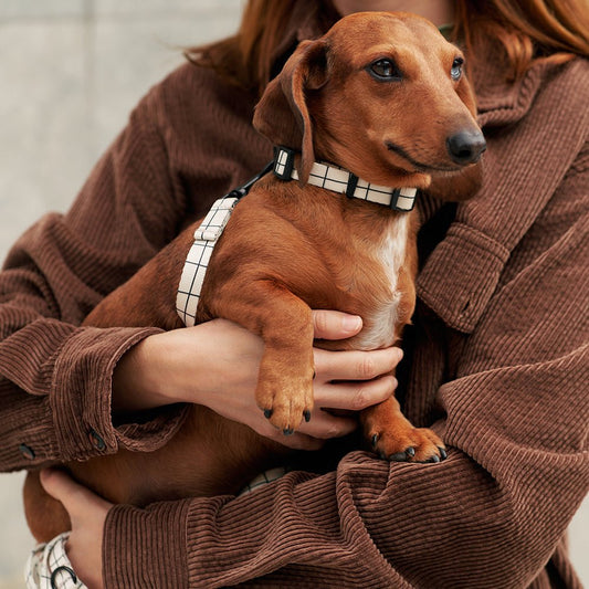 CAFIDE Juno - kierrätetty PET kaulapanta, Beige Line