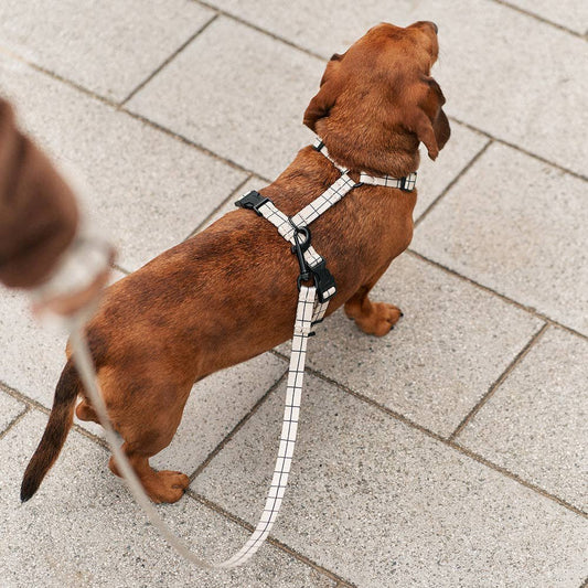 CAFIDE Juno - kierrätetty PET talutin, Beige Line