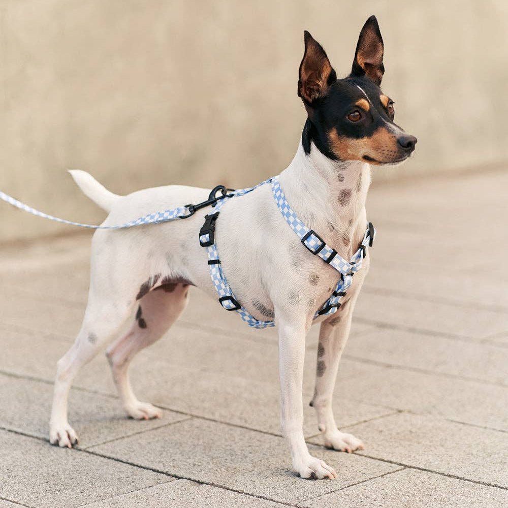 CAFIDE Juno - kierrätetty PET talutin, Vichy Blue