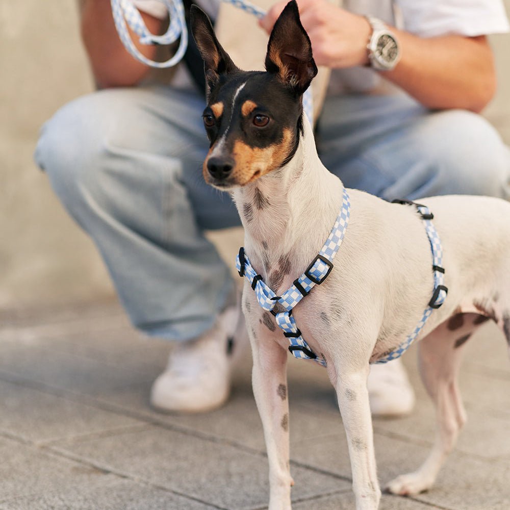 CAFIDE Juno - kierrätetty PET valjaat, Vichy Blue