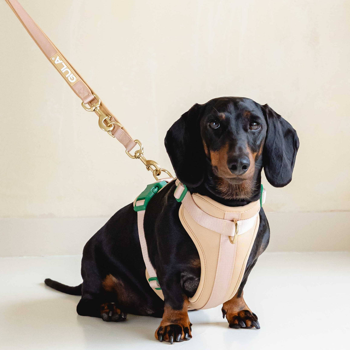 GULA DOG CARE Koiran talutin, beige