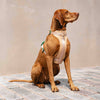 GULA DOG CARE Koiran valjaat, beige & vihreä