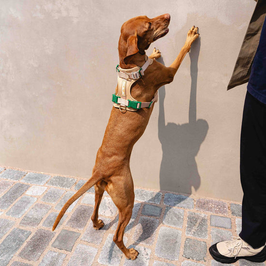 GULA DOG CARE Koiran valjaat, beige & vihreä