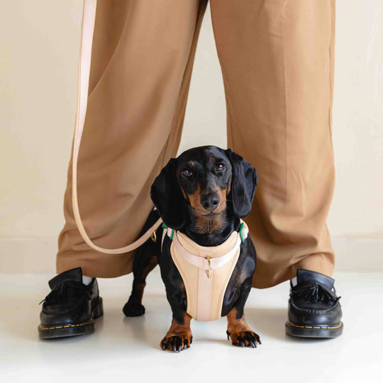 GULA DOG CARE Koiran valjaat, beige & vihreä