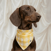 CAFIDE Nata - koiran bandana, keltainen ruutu