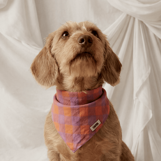 CAFIDE Nata - koiran bandana, violetti ruutu