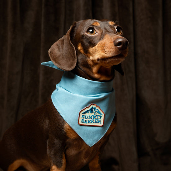 Scout's Honour Partiohuivi lemmikille, sky blue