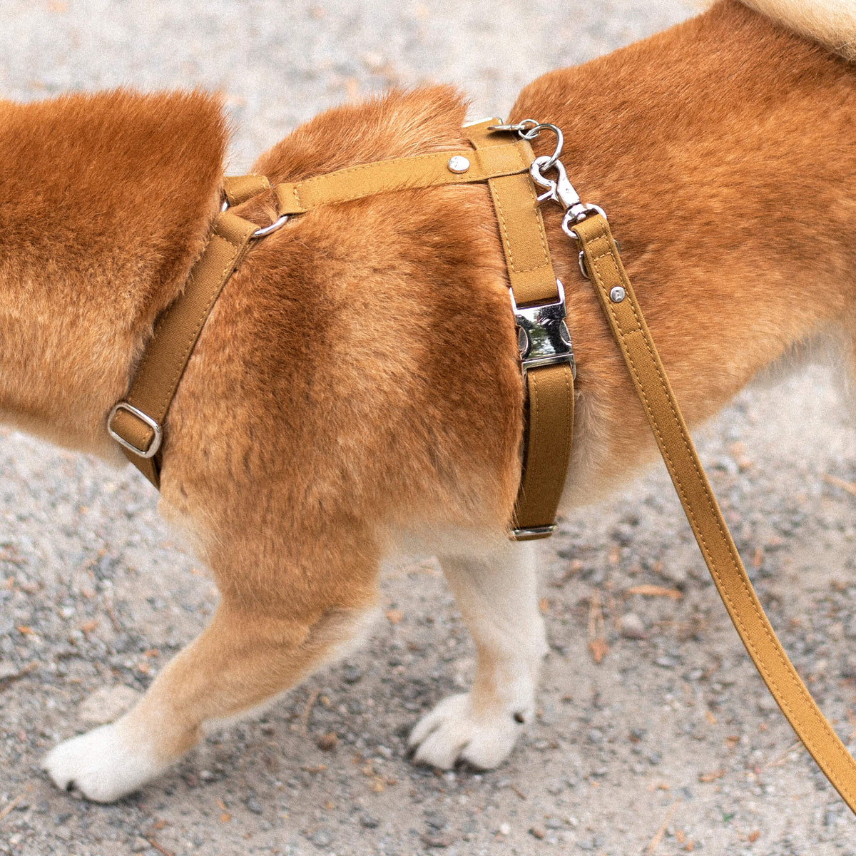 Denjo Dogs Signature Go - koiran hihna, sinappi