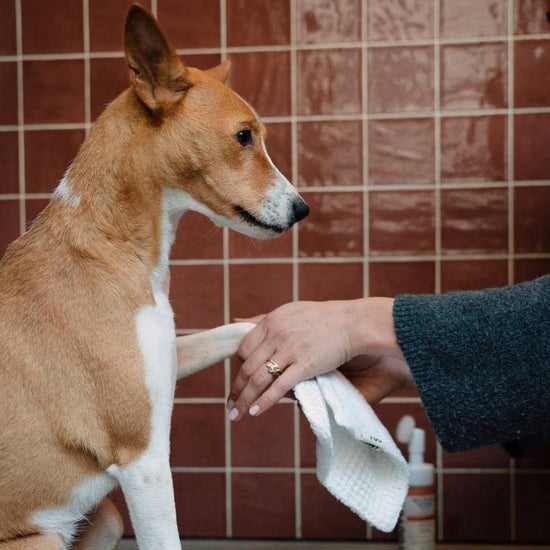 Toutou Petcare Täytettävä tassupuhdistusainepullo