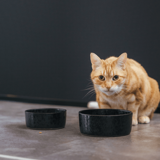 AVA bowls Wolf - keraaminen ruokakulho